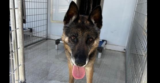 Enlarge Archie T, a Adoptable German Shepherd Dog in San Juan Bautista, CA image 1/3