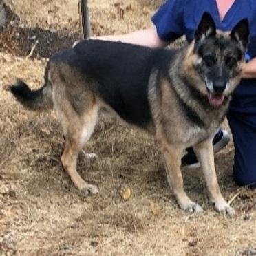 Enlarge Archie T, a Adoptable German Shepherd Dog in San Juan Bautista, CA image 3/3