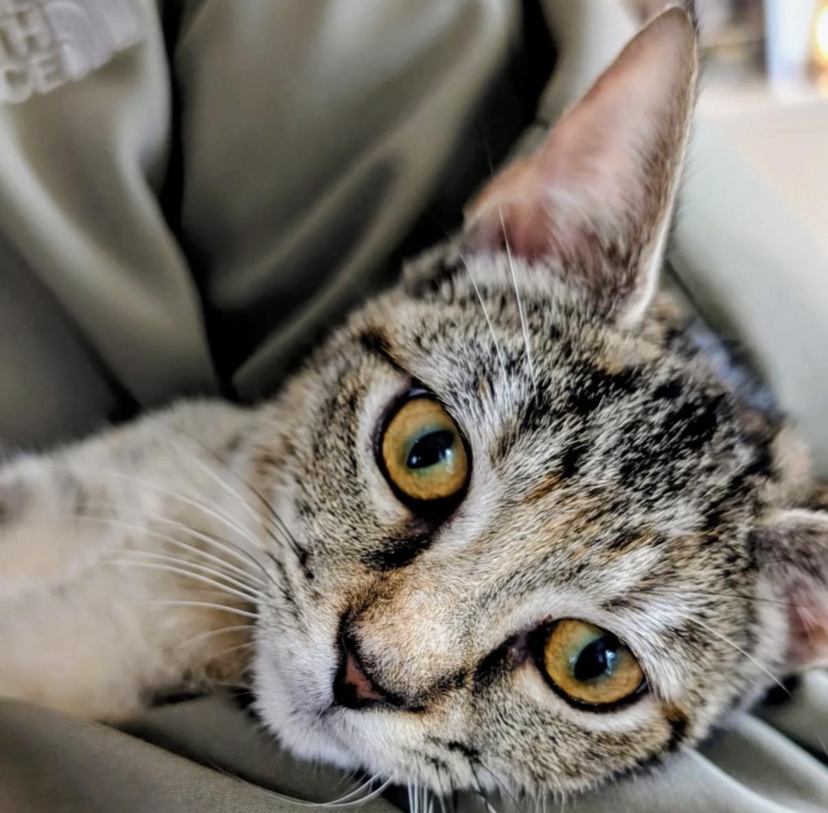 Enlarge Wren, a Adoptable Domestic Short Hair in Alexandria, VA image 4/6