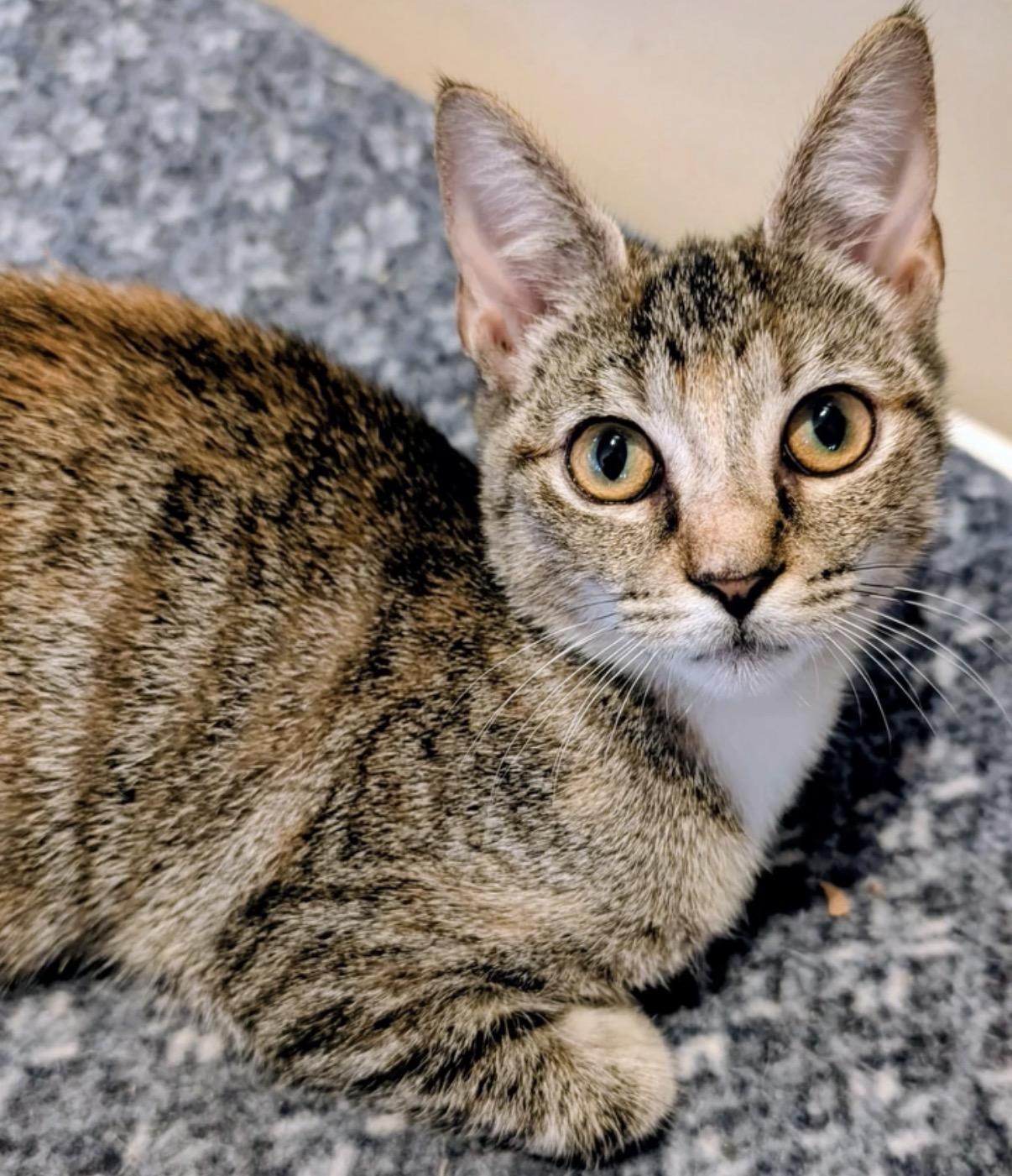 Wren, Adoptable, Kitten Female Domestic Short Hair.