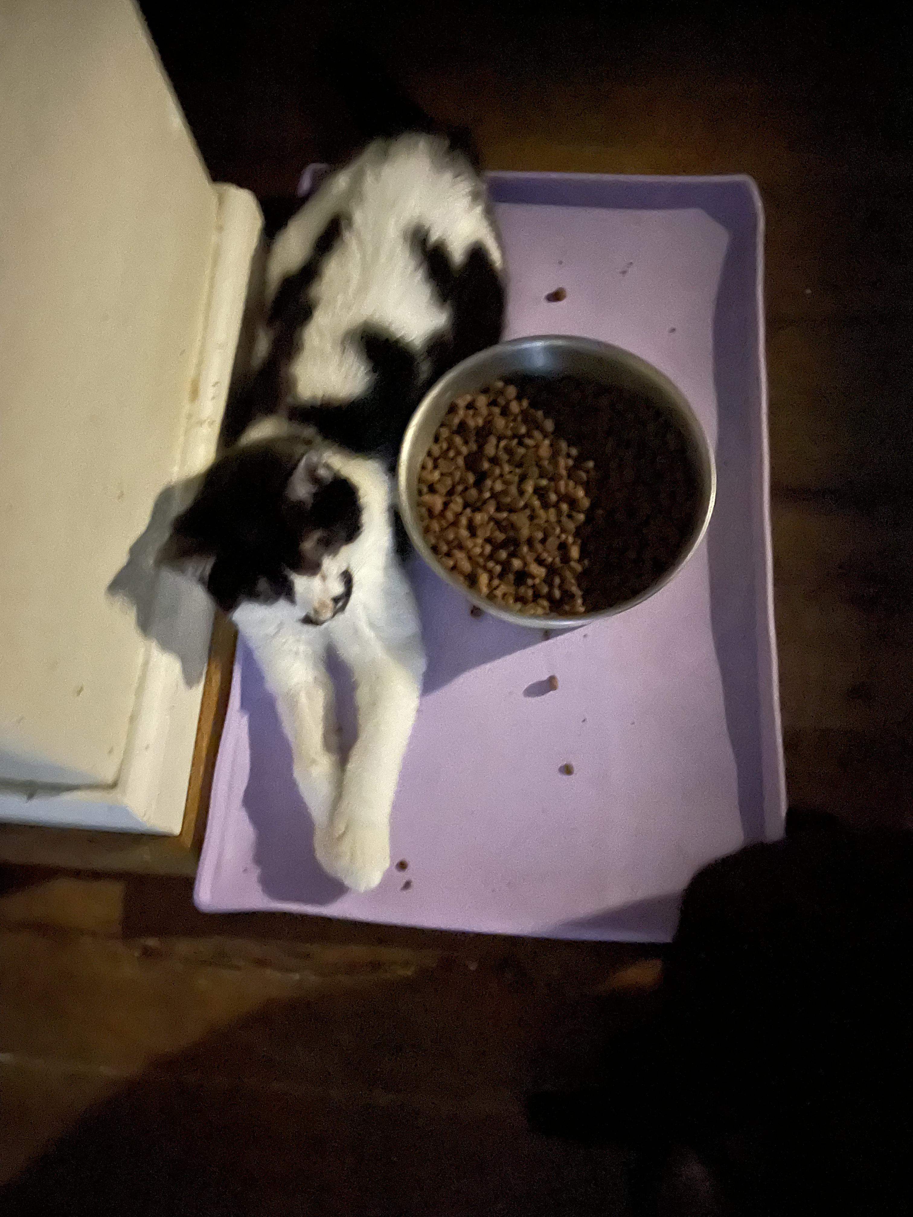 Cat for adoption Honey, a Domestic Short Hair in Hillsboro, OR