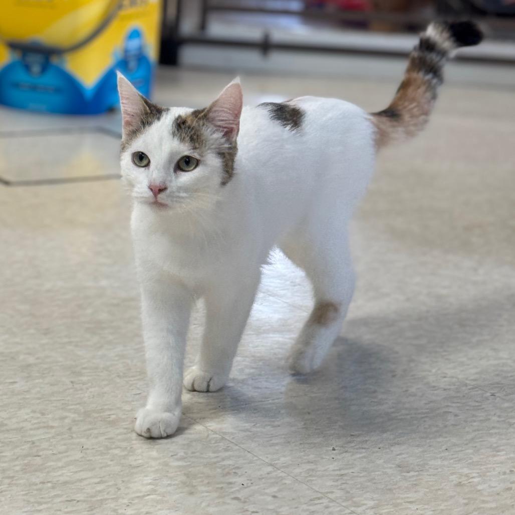 Enlarge Gisele, a Adoptable Domestic Short Hair in Milford, IA image 1/4