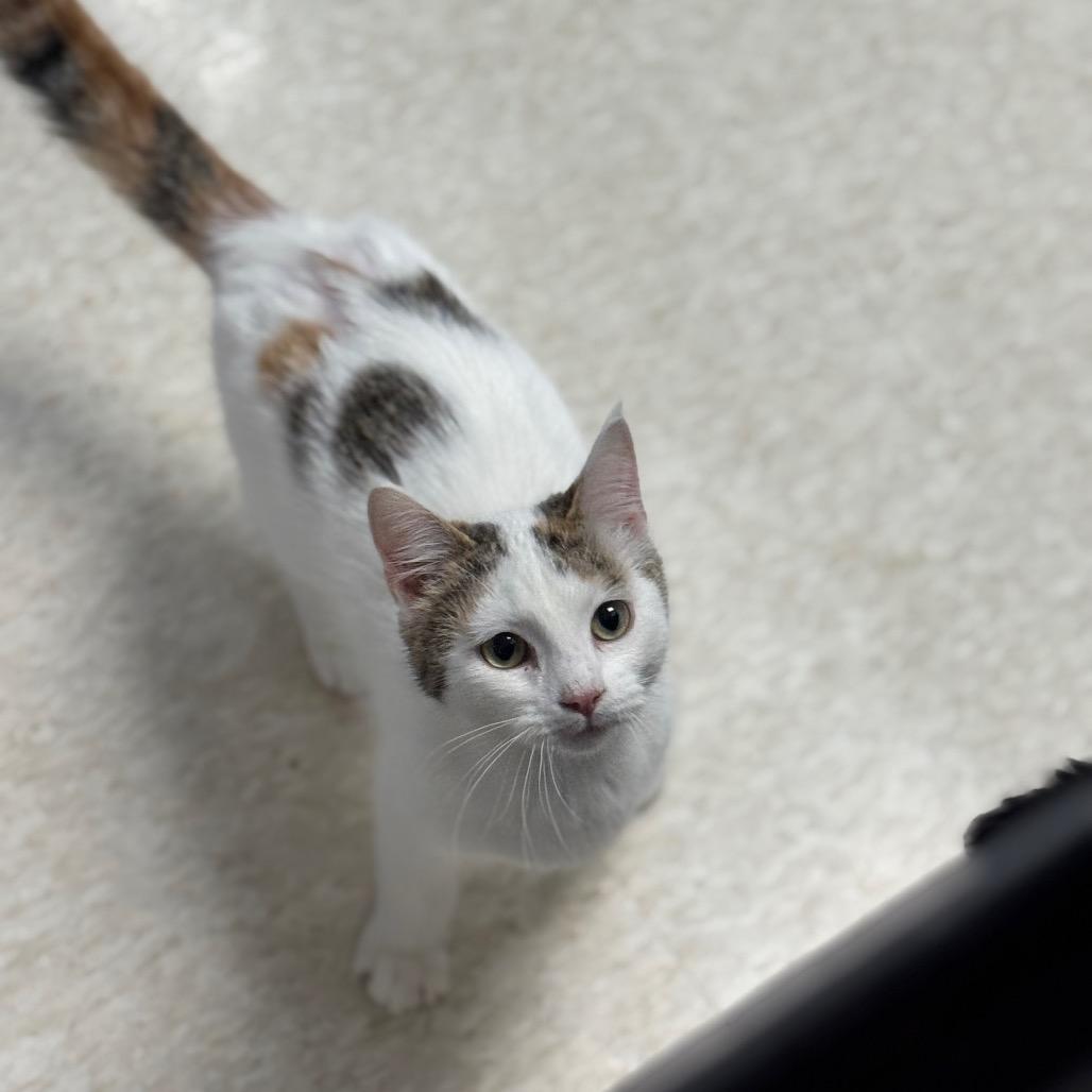 Enlarge Gisele, a Adoptable Domestic Short Hair in Milford, IA image 2/4