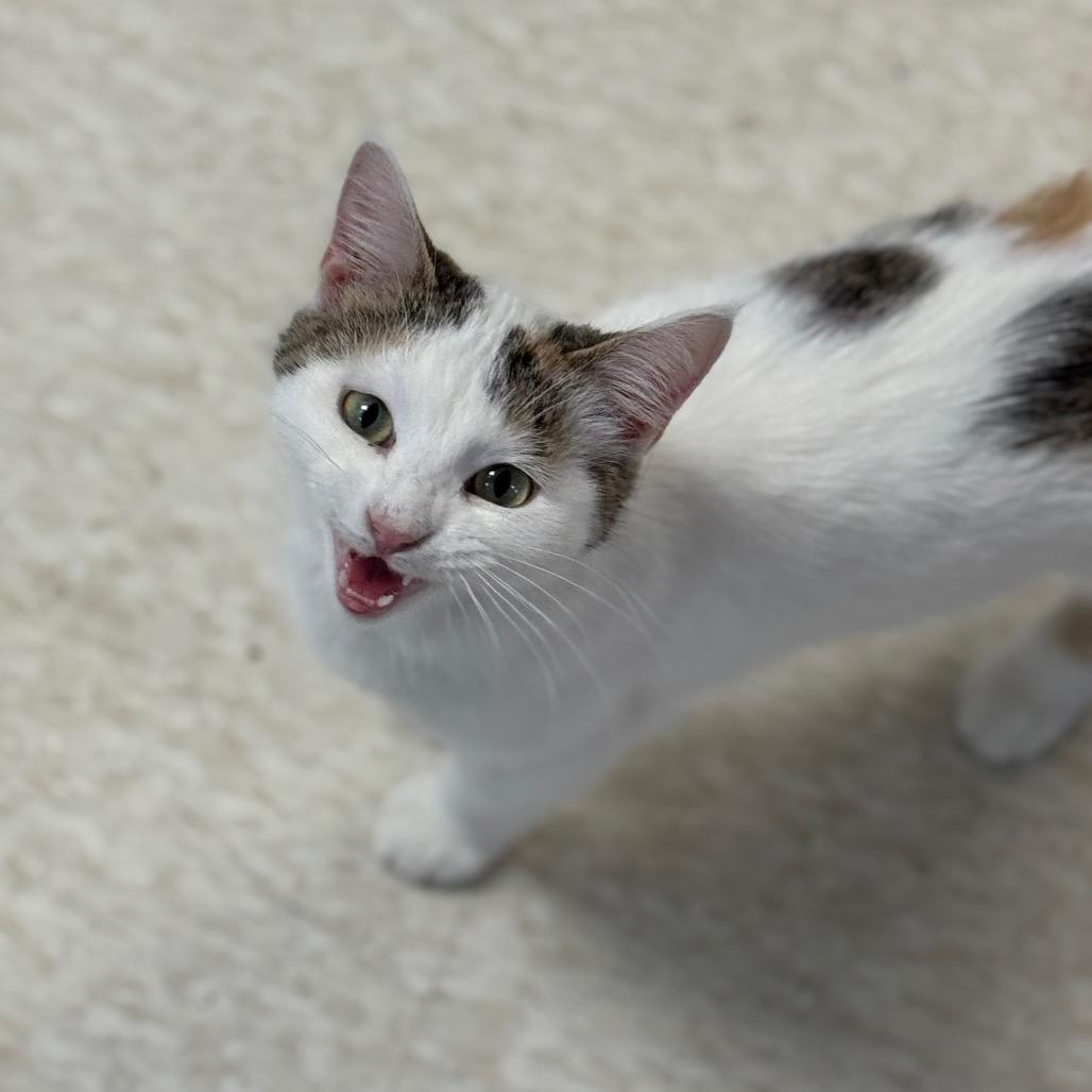 Enlarge Gisele, a Adoptable Domestic Short Hair in Milford, IA image 3/4