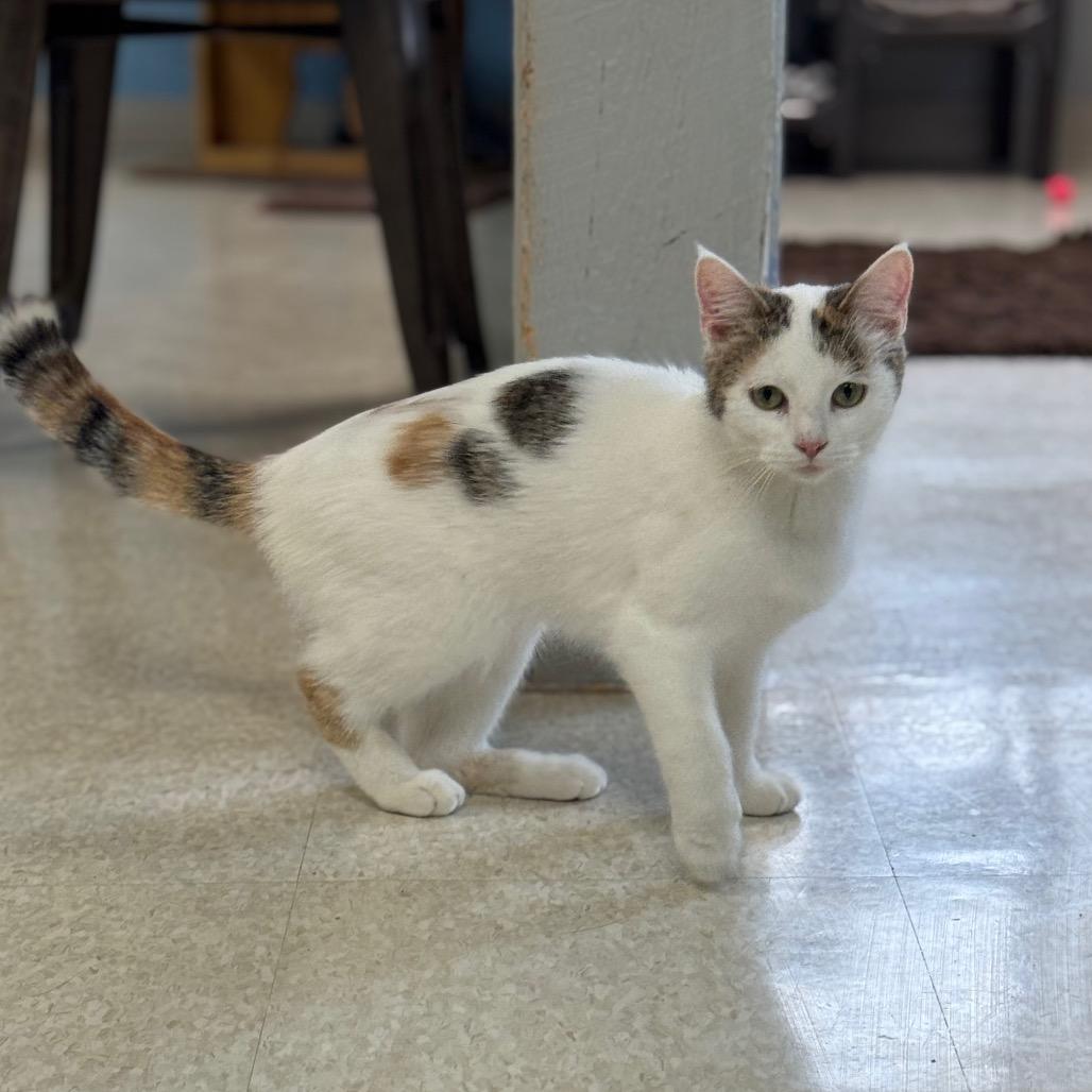 Enlarge Gisele, a Adoptable Domestic Short Hair in Milford, IA image 4/4