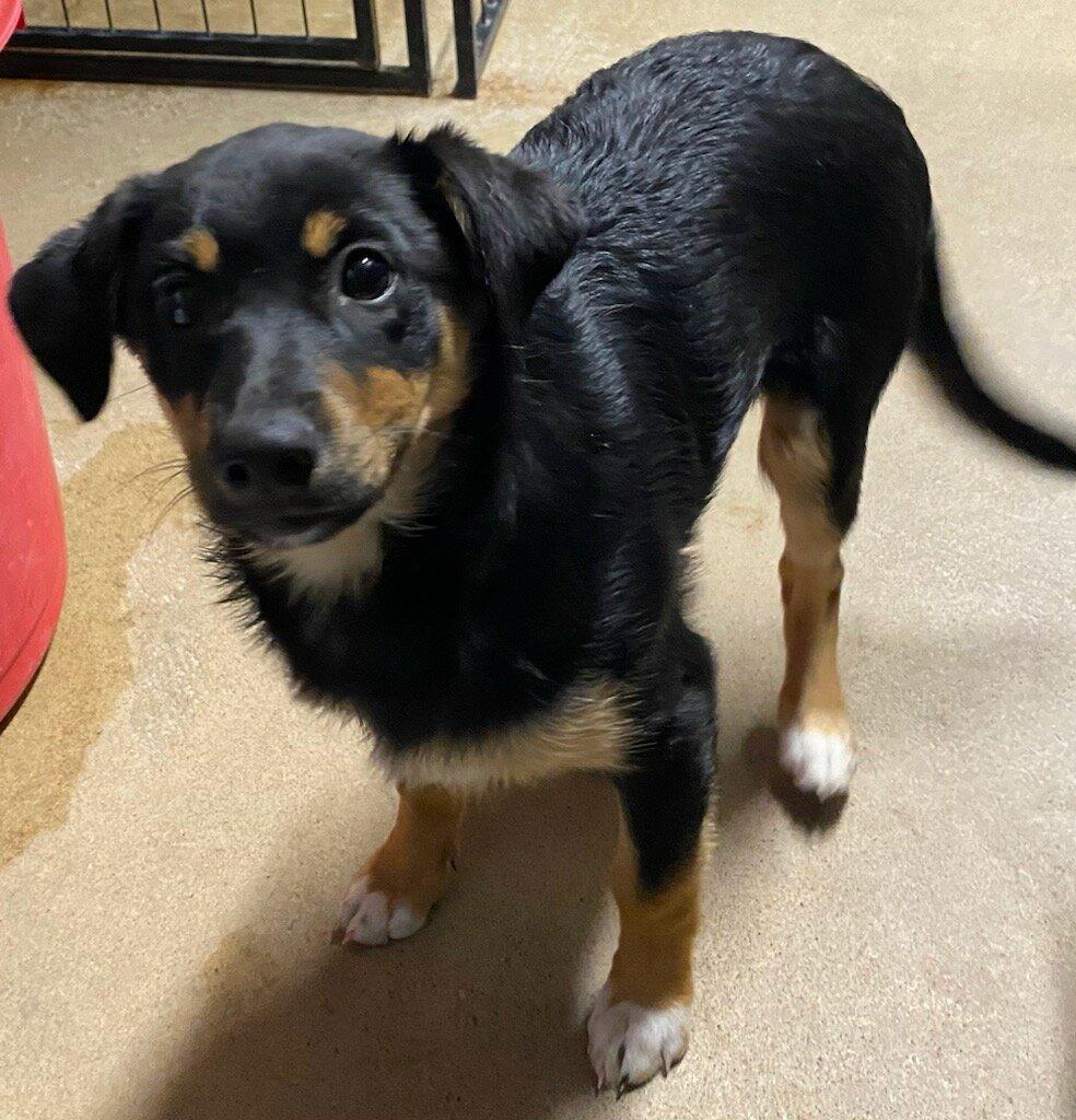 Enlarge Lulu, an adopted mixed breed in Polson, MT image 4/5