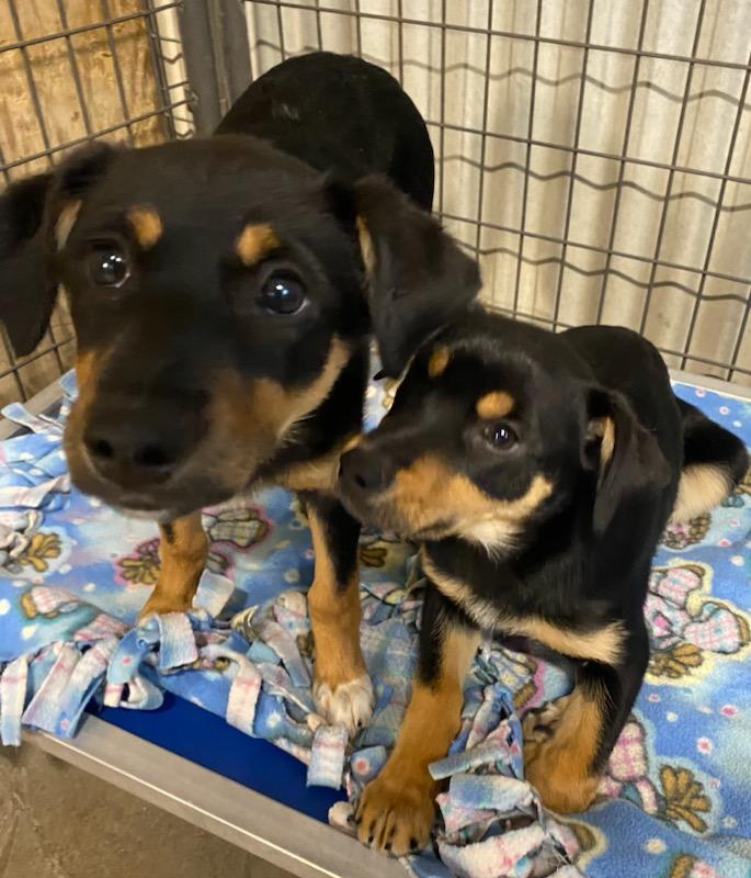 Enlarge Lulu, an adopted mixed breed in Polson, MT image 5/5