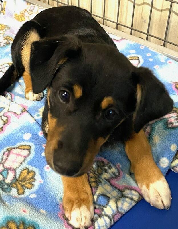 Lulu, adopted, Puppy Female Beagle.