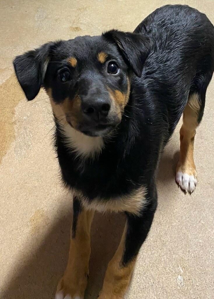 Enlarge Lulu, an adopted mixed breed in Polson, MT image 2/5