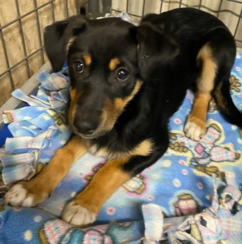 Enlarge Lulu, an adopted mixed breed in Polson, MT image 3/5