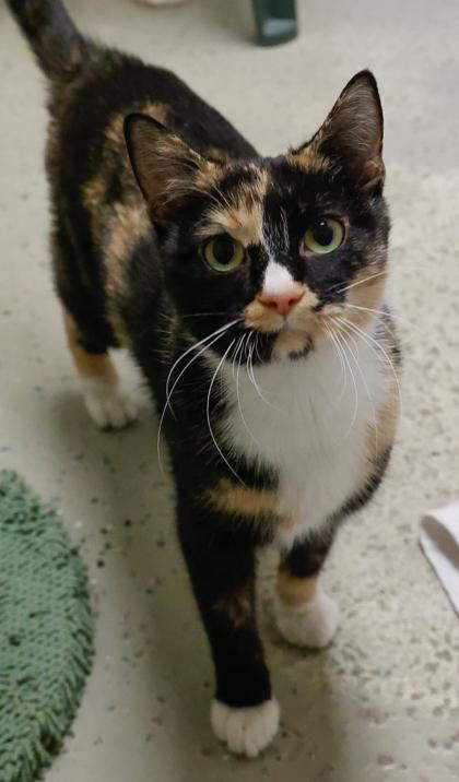 Pumpkin**Bonded with Jupiter**, Adoptable, Adult Female Domestic Short Hair & Domestic Short Hair.