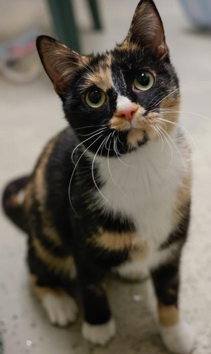 Pumpkin**Bonded with Jupiter**, a Adoptable mixed breed in Baraboo, WI image 2/3