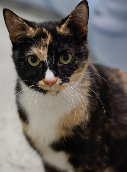 Pumpkin**Bonded with Jupiter**, a Adoptable mixed breed in Baraboo, WI image 3/3