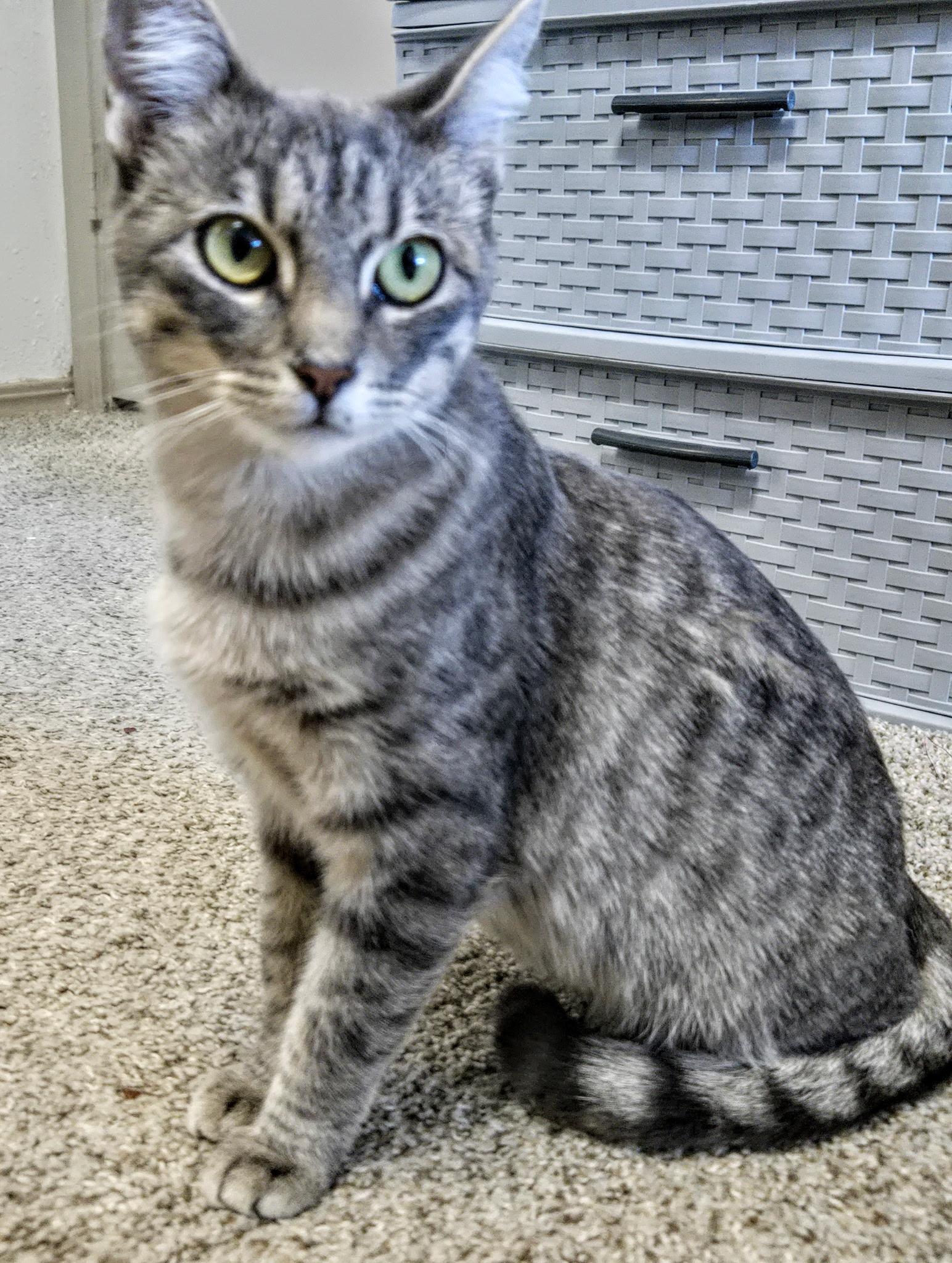 Farra, Adoptable, Young Female Tabby.