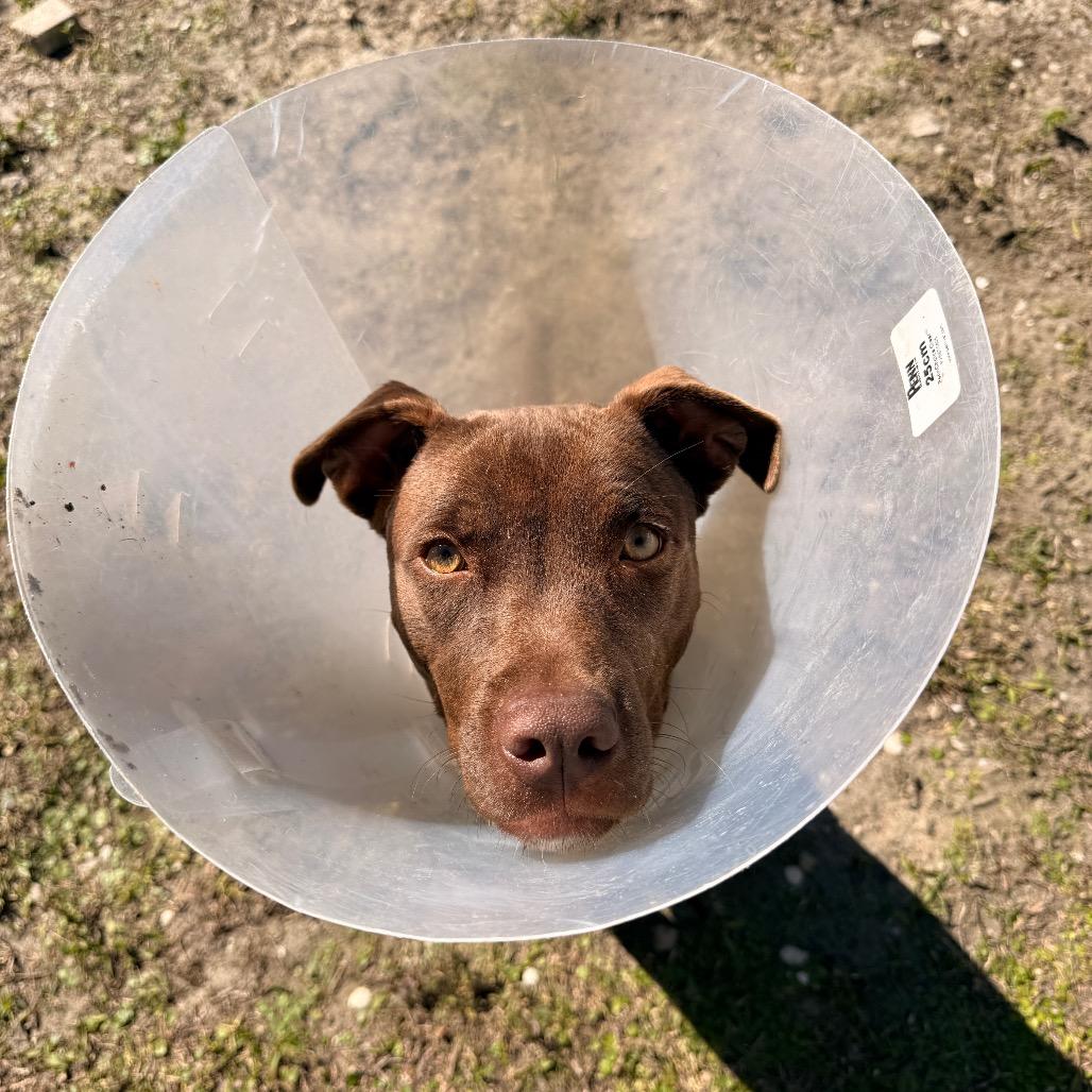 Harmony — thumbnail 4