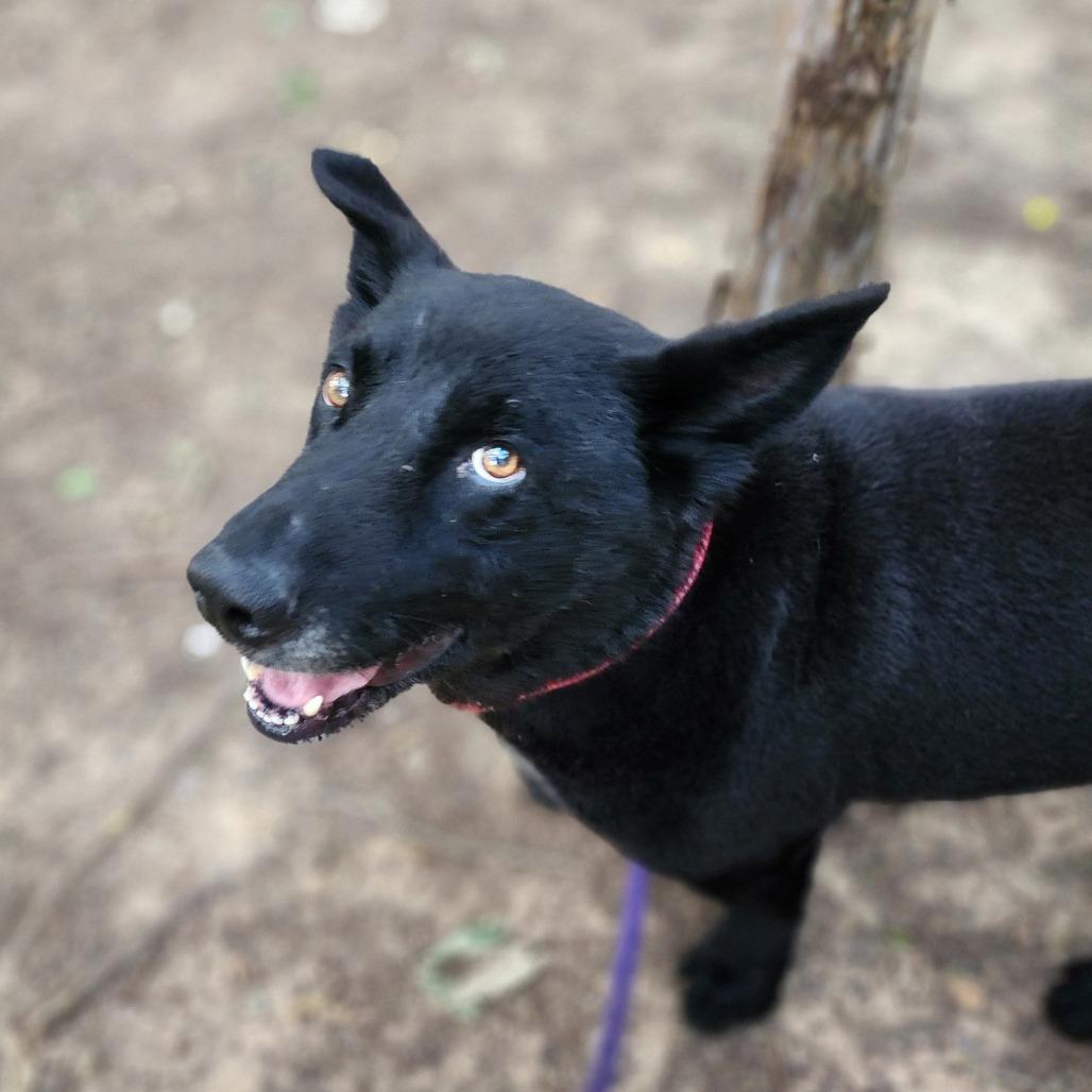 Washburn, Adoptable, Adult Male Mixed Breed.