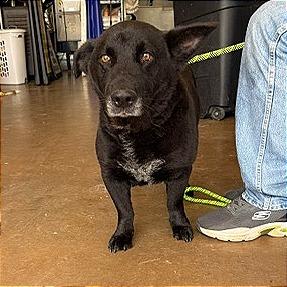 Enlarge Washburn, a Adoptable Mixed Breed in Denison, TX image 2/6
