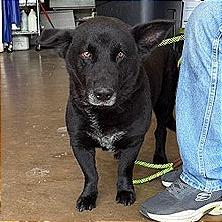 Enlarge Washburn, a Adoptable Mixed Breed in Denison, TX image 3/6
