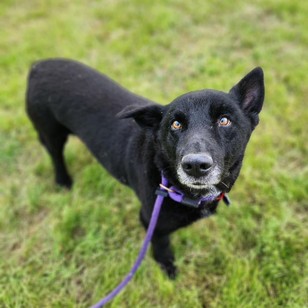Enlarge Washburn, a Adoptable Mixed Breed in Denison, TX image 4/6