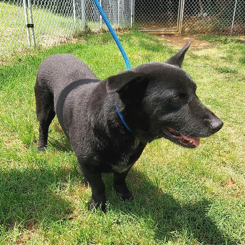 Enlarge Washburn, a Adoptable Mixed Breed in Denison, TX image 5/6