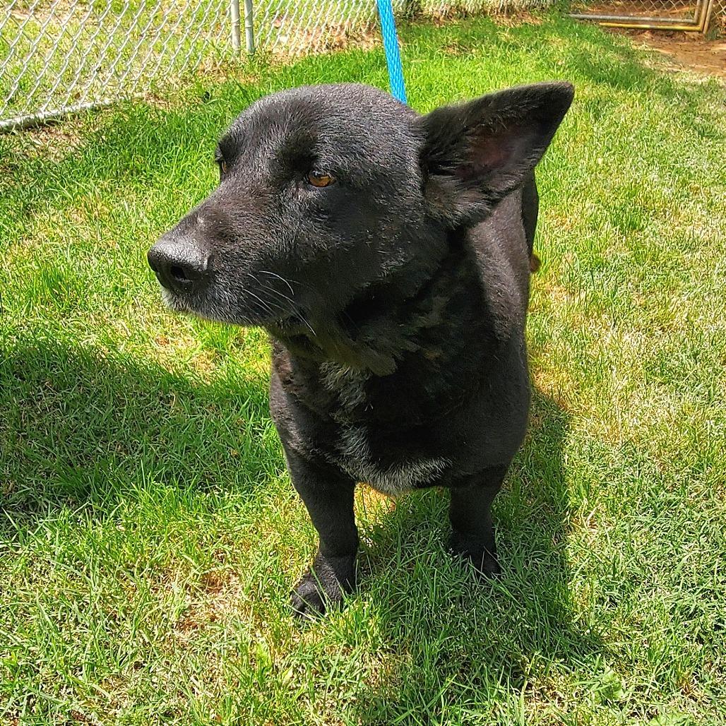 Enlarge Washburn, a Adoptable Mixed Breed in Denison, TX image 6/6