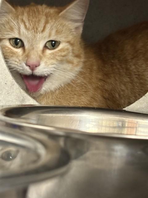 BEAN, Adoptable, Young Female Domestic Short Hair.