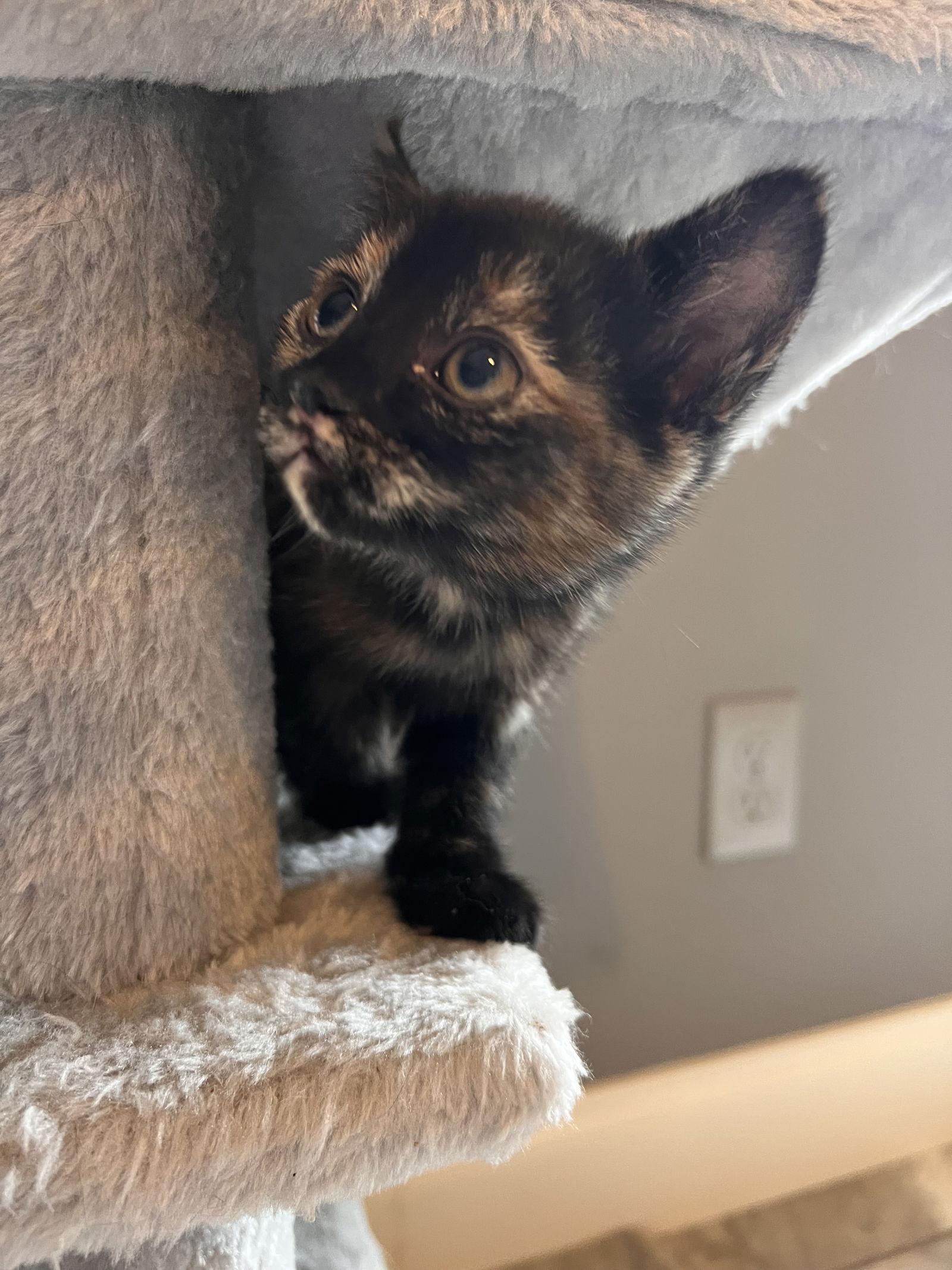 Starry, Adopted, Kitten Female Tortoiseshell & Domestic Short Hair.