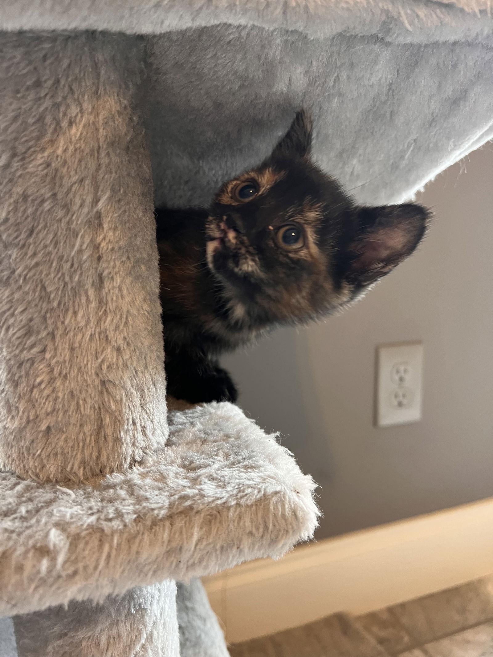 Starry, a Adopted mixed breed in Buford, GA image 2/2