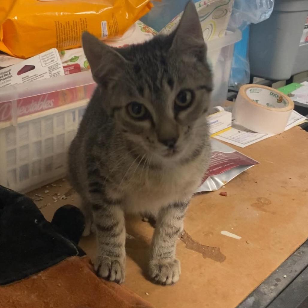 Nyle, Adoptable, Kitten Male Domestic Short Hair.