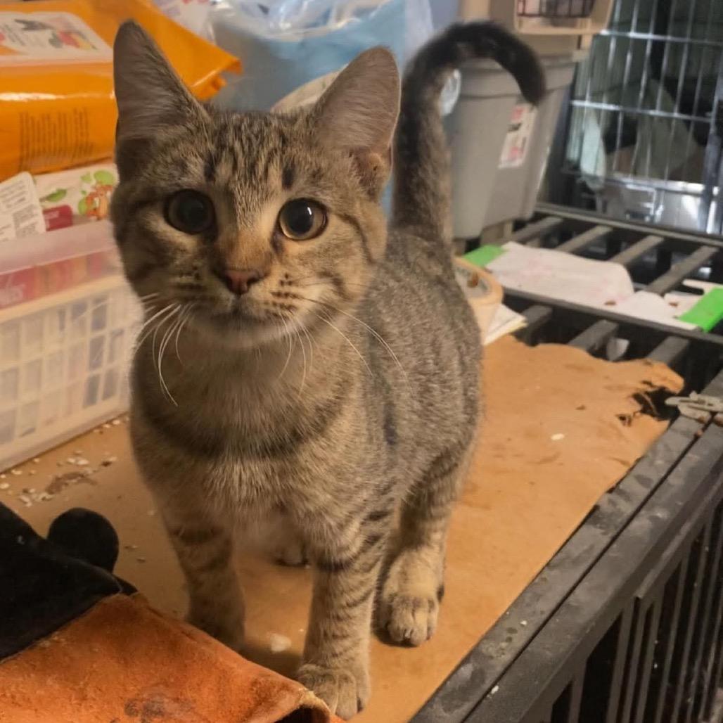 Enlarge Nyle, a Adoptable Domestic Short Hair in Eufaula, AL image 2/2