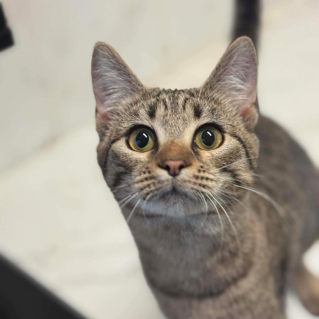 Enlarge Nyle, a Adoptable Domestic Short Hair in Eufaula, AL image 2/3