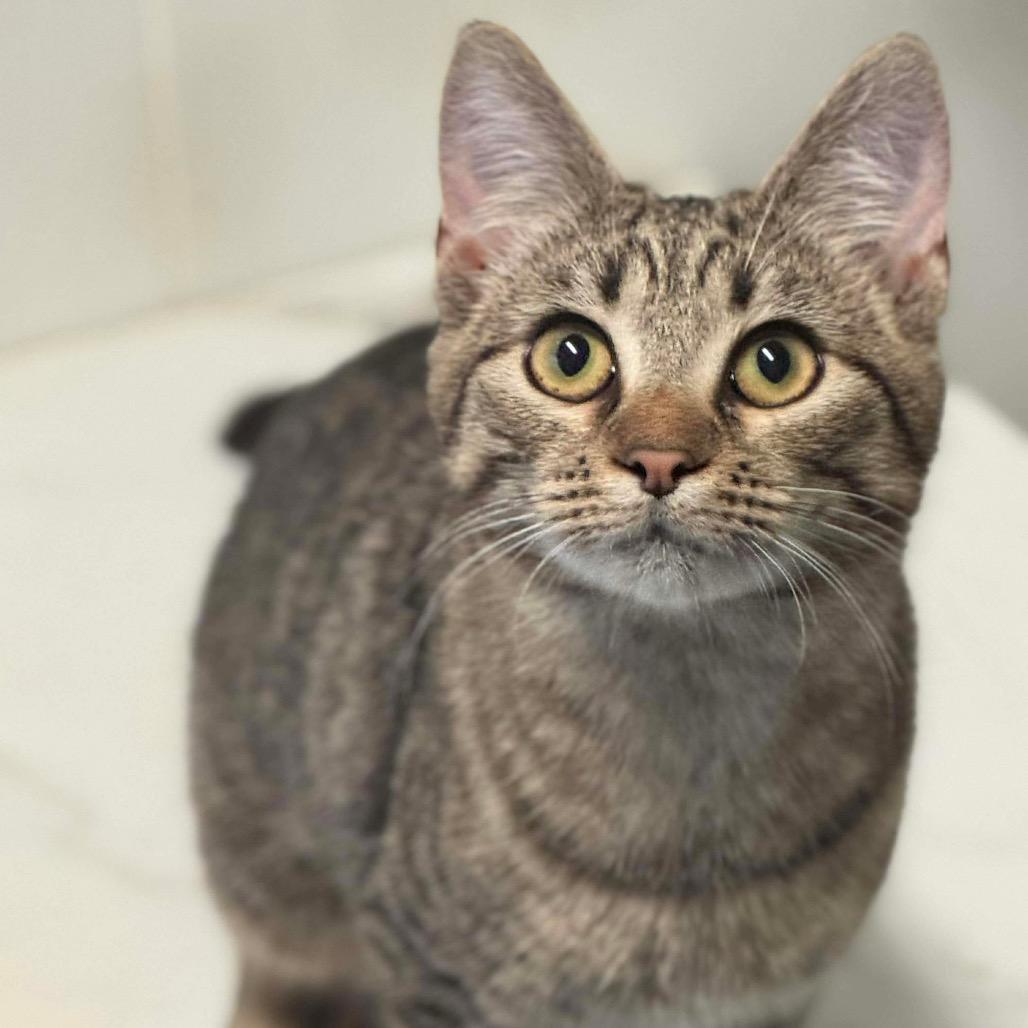 Enlarge Nyle, a Adoptable Domestic Short Hair in Eufaula, AL image 3/3