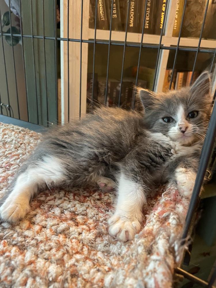 Amren, Adoptable, Kitten Female Domestic Long Hair.