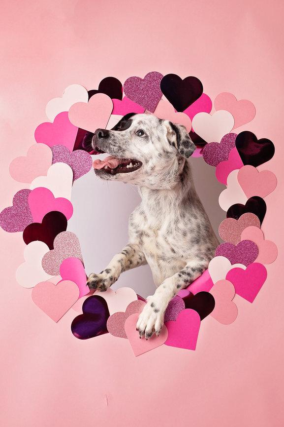 Gigi, an adopted mixed breed in Ashland, VA image 4/5