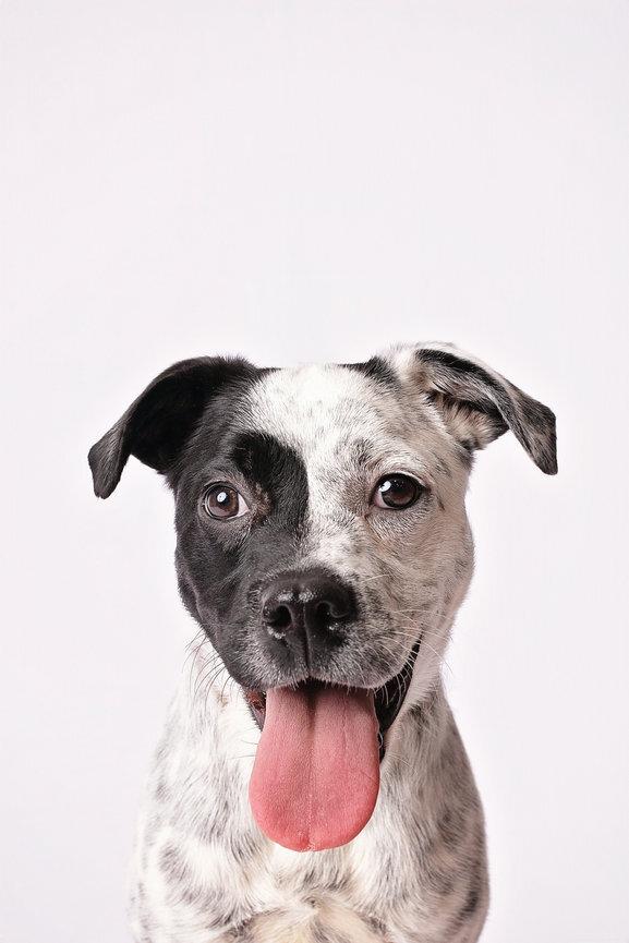 Gigi, an adopted mixed breed in Ashland, VA image 1/5