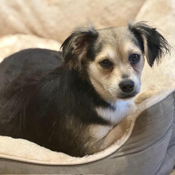 Enlarge HARROW, a Adoptable mixed breed in nanuet, NY image 2/6