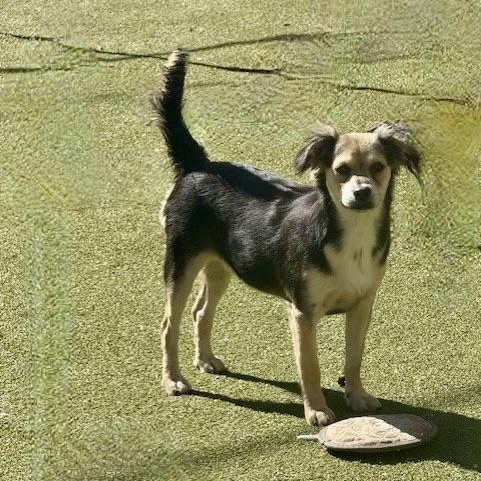 Enlarge HARROW, a Adoptable mixed breed in nanuet, NY image 6/6