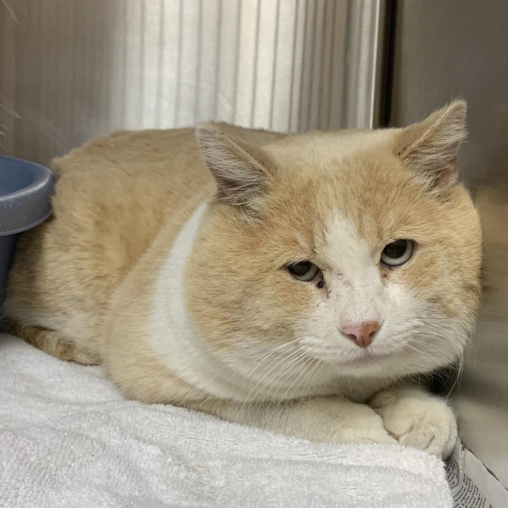 O-Malley, Adoptable, Adult Male Domestic Short Hair.