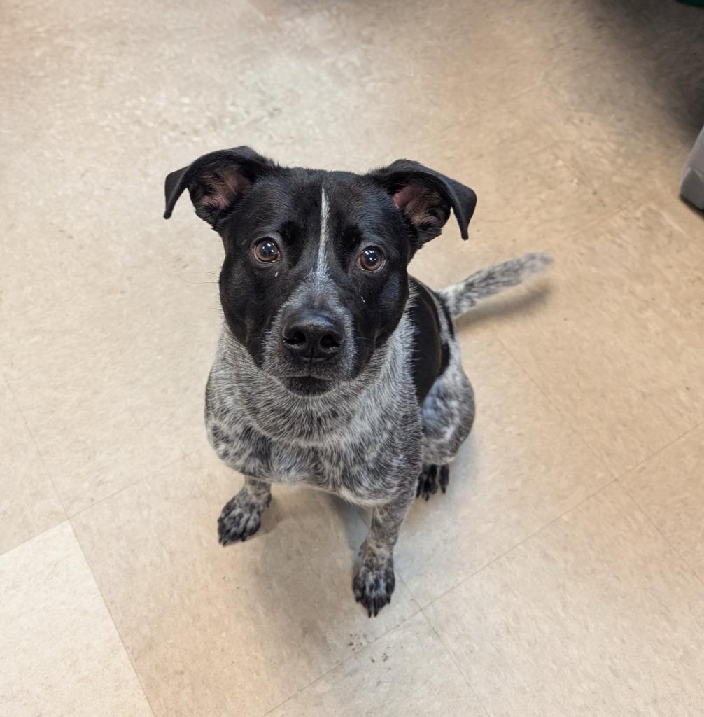 Wonder, Adoptable, Young Male Cattle Dog.