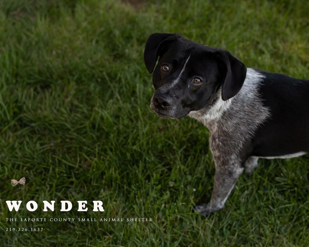 Enlarge Wonder, a Adoptable Cattle Dog in La Porte, IN image 2/3