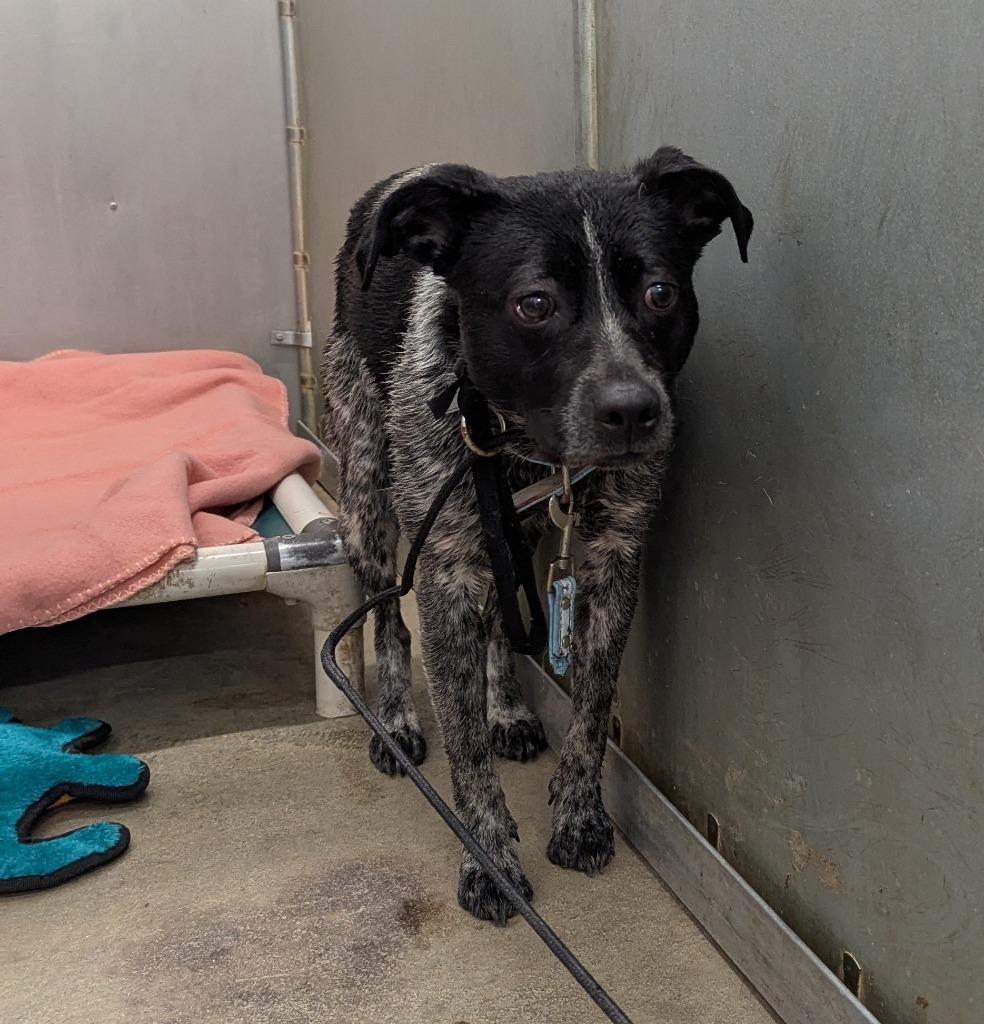 Enlarge Wonder, a Adoptable Cattle Dog in La Porte, IN image 3/3