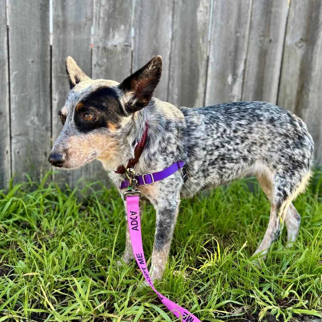 Tini, Adoptable, Adult Female Australian Cattle Dog / Blue Heeler.