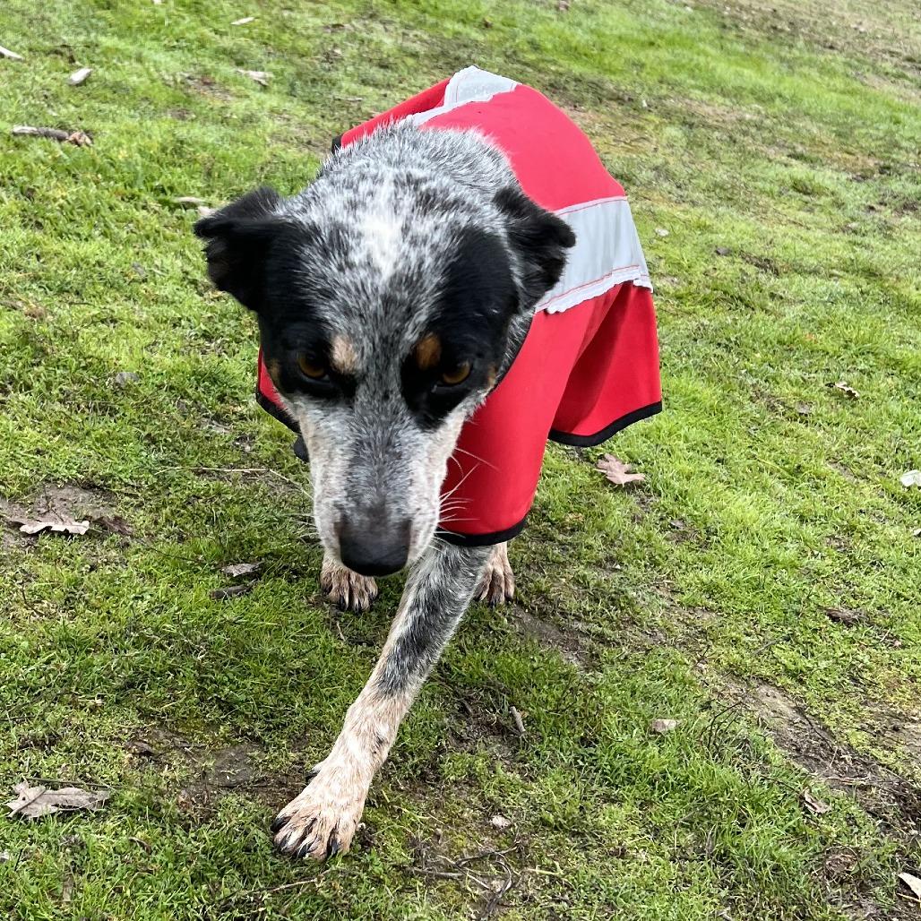 Enlarge Talia, a Adoptable Australian Cattle Dog / Blue Heeler in Sonoma, CA image 1/3