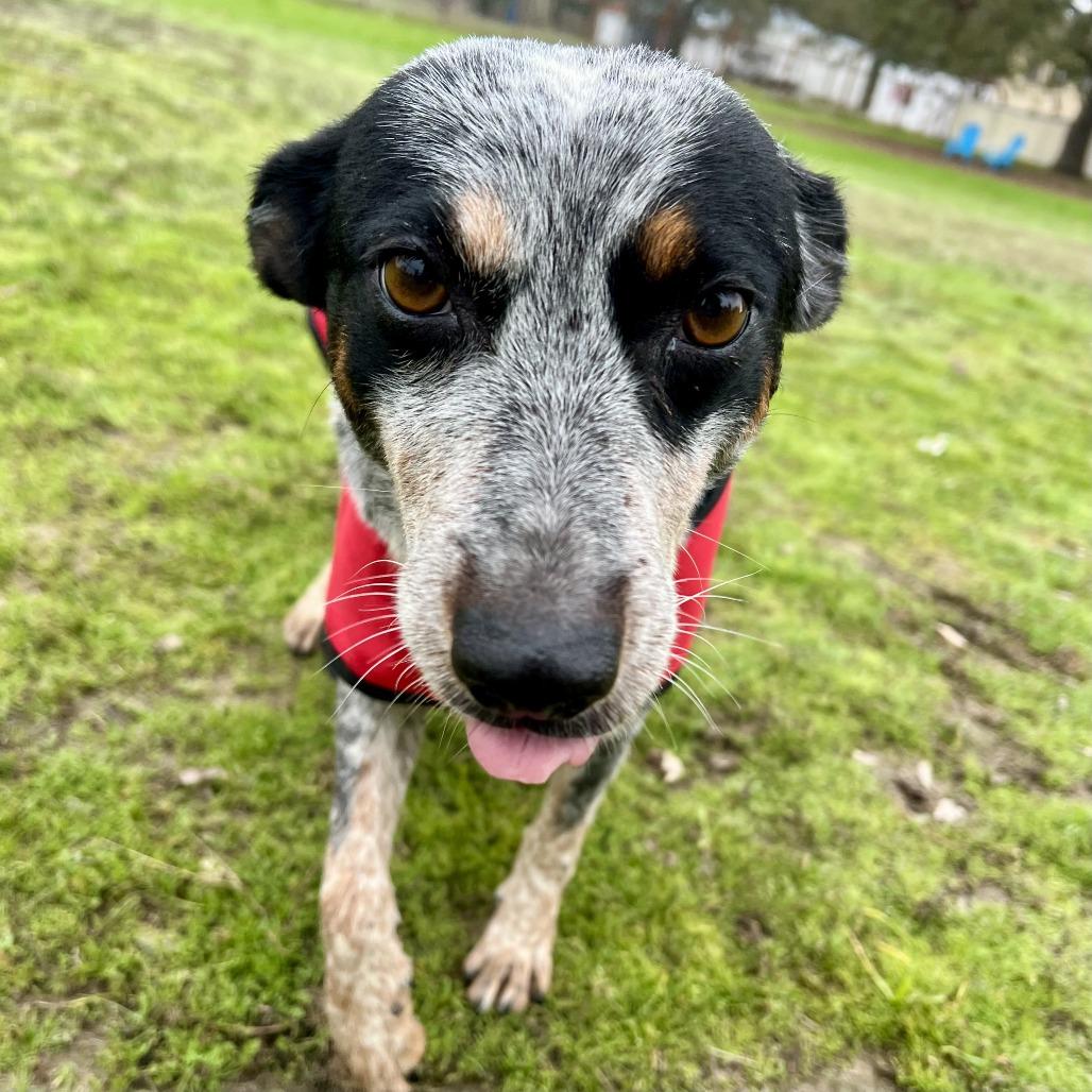 Enlarge Talia, a Adoptable Australian Cattle Dog / Blue Heeler in Sonoma, CA image 2/3