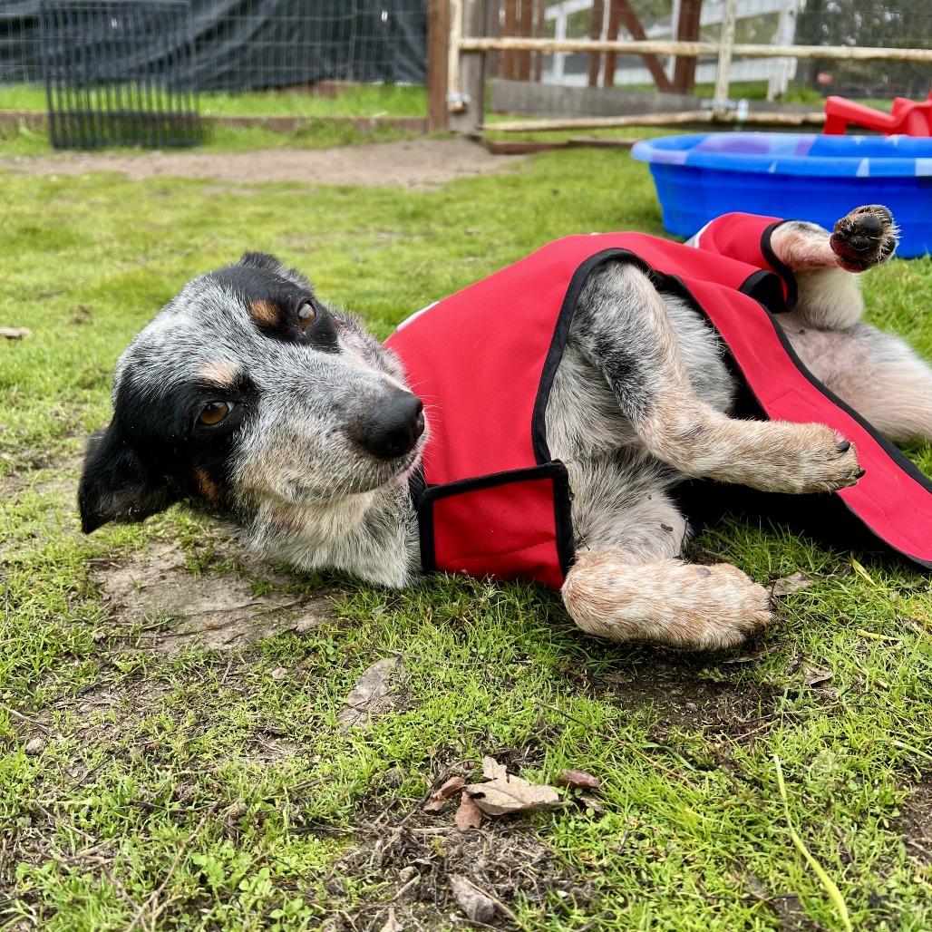 Enlarge Talia, a Adoptable Australian Cattle Dog / Blue Heeler in Sonoma, CA image 3/3