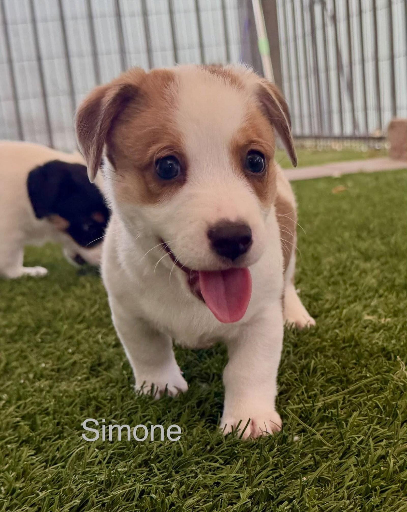 Simone, Adoptable, Puppy Female Jack Russell Terrier & Australian Shepherd.