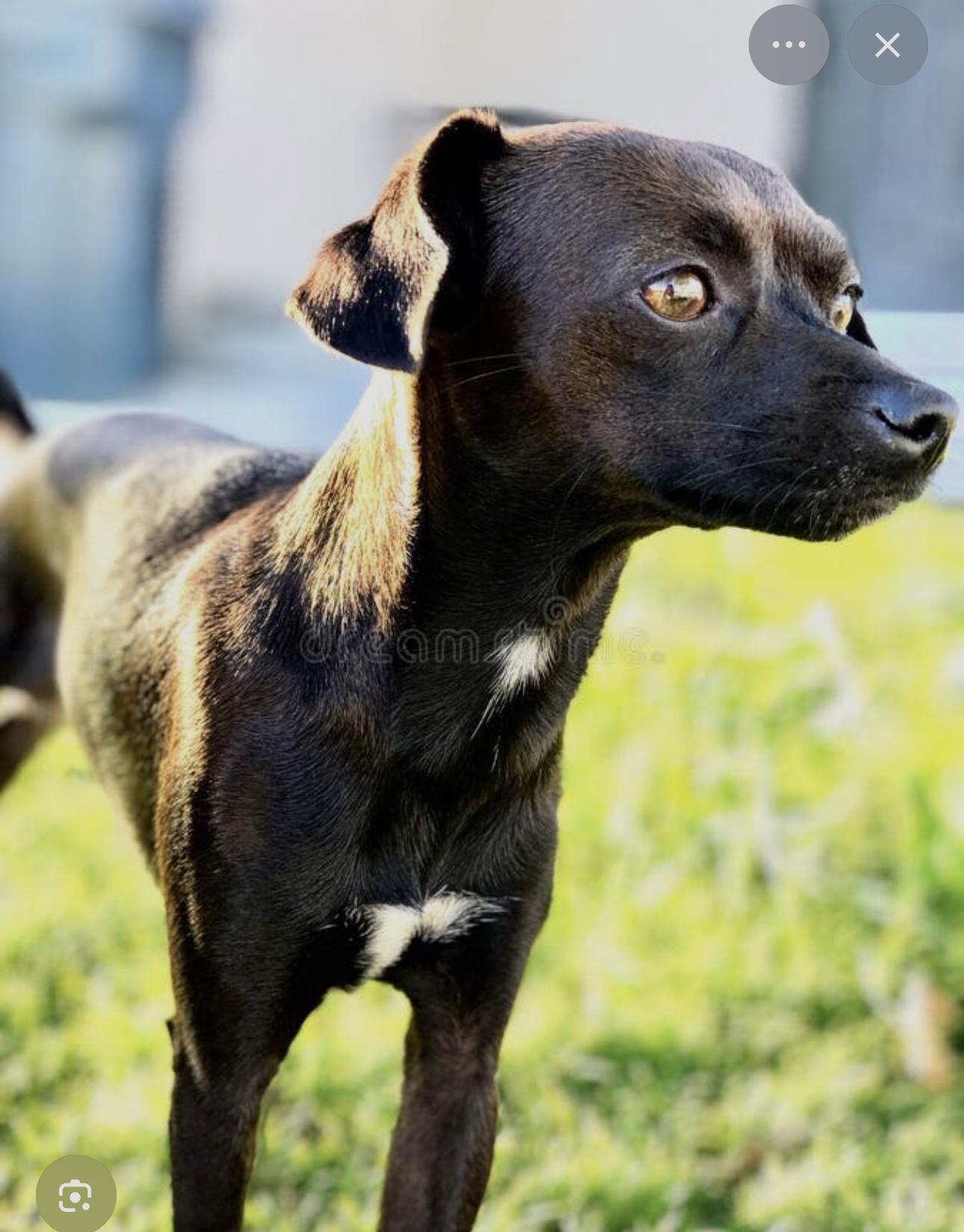 Turkey, Adoptable, Young Male Miniature Pinscher & Feist.