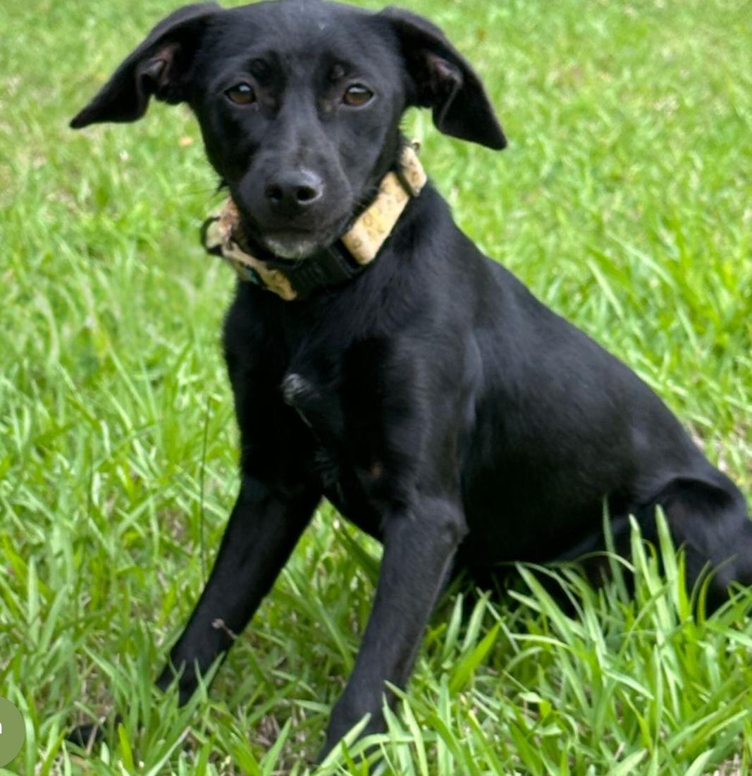 Turkey, Adoptable, Young Male Miniature Pinscher & Feist.