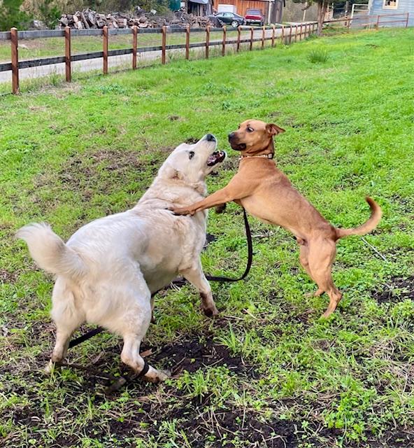 Enlarge Enzo, a ADOPTABLE mixed breed in Half Moon Bay, CA image 4/4