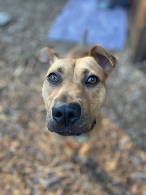 Enlarge Enzo, a ADOPTABLE mixed breed in Half Moon Bay, CA image 3/4